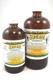 SUNDIAL KOROMANTEE 16 OZ